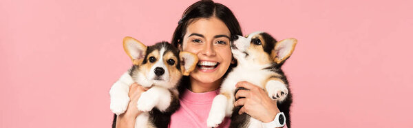 smiling woman holding Welsh Corgi puppies, isolated on pink