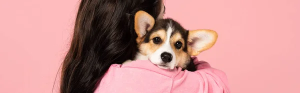 Mulher Morena Segurando Bonito Cachorrinho Corgi Isolado Rosa — Fotografia de Stock