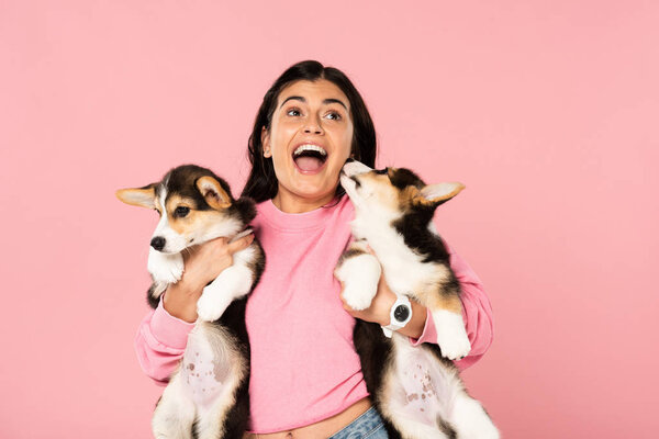 Excitada chica sosteniendo galés corgi cachorros, aislado en rosa — Imagen de stock Excitada Chica Sosteniendo Galés Corgi Cachorros Aislado Rosa Imágenes De Stock Sin Royalties Gratis