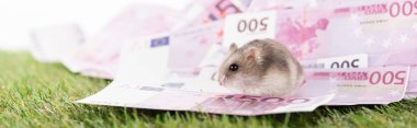 Avro banknotları üzerinde oturan panoramik hamster beyaz, spor bahisleri konsepti izole