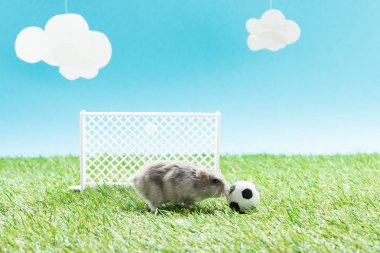 Oyuncak futbol topunun yanındaki küçük hamster ve yeşil çimlerin üzerindeki kapılar mavi arka planda bulutlar, spor bahisleri konsepti