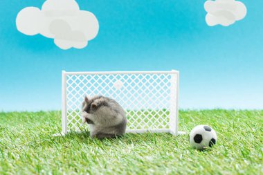 Tüylü hamster oyuncak futbol topunun yanında ve yeşil çimlerin üzerinde kapılar mavi arka planda bulutlar, spor bahisleri konsepti