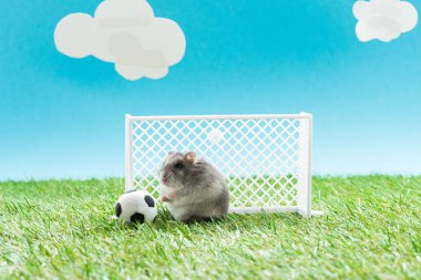 Oyuncak futbol topunun yanındaki komik hamster ve yeşil çimlerin üzerindeki kapılar mavi arka planda bulutlar, spor bahisleri konsepti