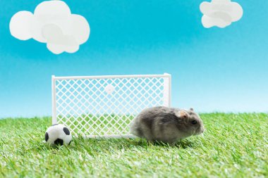 Oyuncak futbol topunun yanındaki küçük hamster ve yeşil çimlerin üzerindeki kapılar mavi arka planda bulutlar, spor bahisleri konsepti