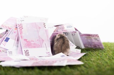 selective focus of funny hamster near euro banknotes on green grass isolated on white, sports betting concept clipart