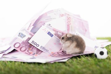 Kürklü hamsterın seçici odak noktası Avro banknotlarının yanındaki oyuncak futbol topu, beyazlara izole edilmiş spor bahisleri konsepti