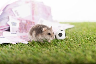 Avro banknotlarına yakın küçük hamsterların seçici odak noktası ve beyaz, spor bahisleri konseptine izole edilmiş oyuncak futbol topu