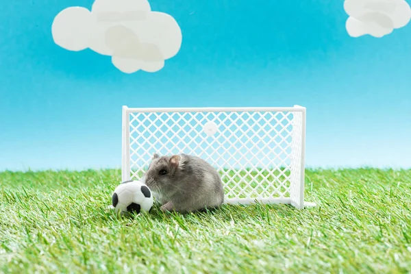funny hamster near toy soccer ball and gates on green grass on blue background with clouds, sports betting concept