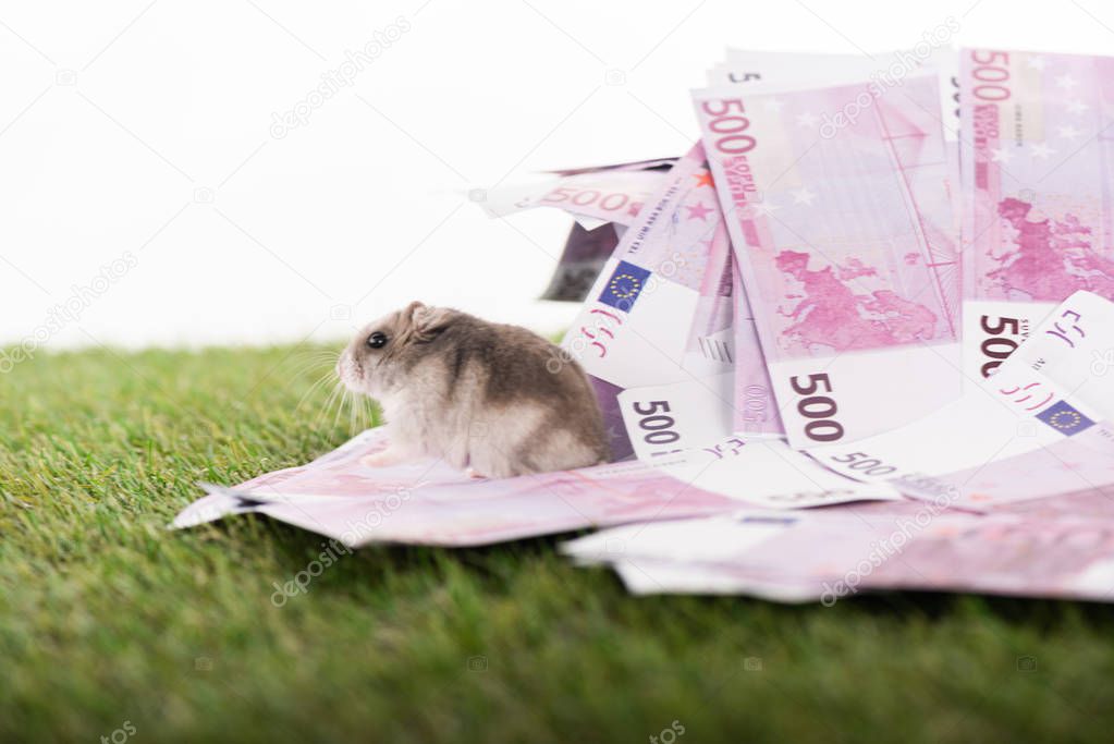 selective focus of little hamster near euro banknotes on green grass isolated on white, sports betting concept