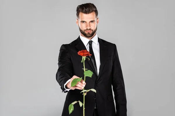Elegante hombre de negocios guapo en traje negro regalando rosa roja aislado en gris - foto de stock
