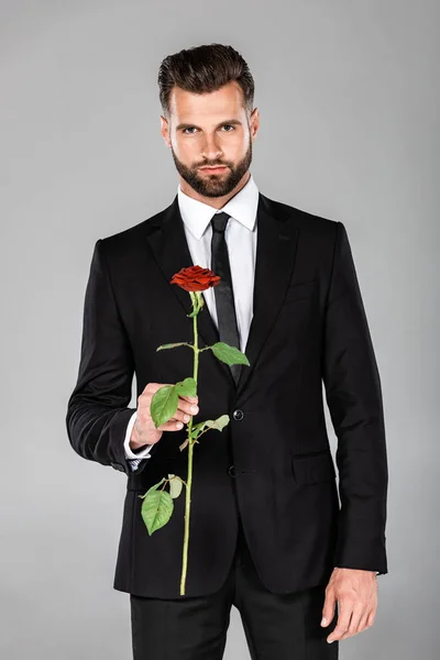 Homem de negócios bonito elegante em terno preto com rosa vermelha isolada em cinza — Fotografia de Stock
