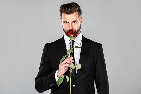 Элегантный красивый бизнесмен в черном костюме, пахнущий красной розой, изолированной на сером — стоковое фото