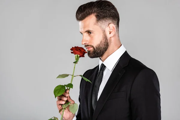 Елегантний бізнесмен в чорному костюмі пахне червоною трояндою ізольовано на сірому — стокове фото