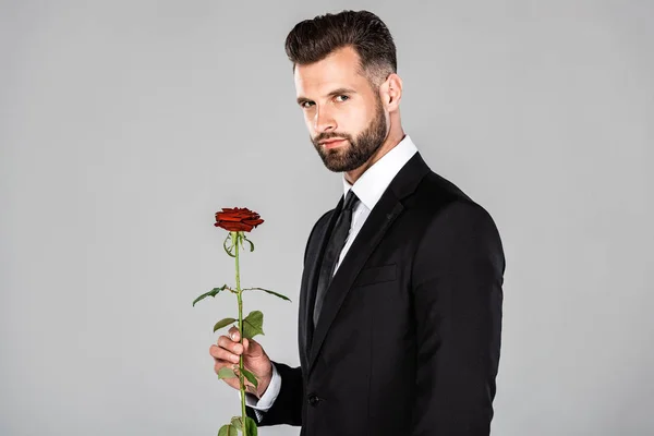 Элегантный бородатый бизнесмен в черном костюме с красной розой, изолированной на сером — стоковое фото