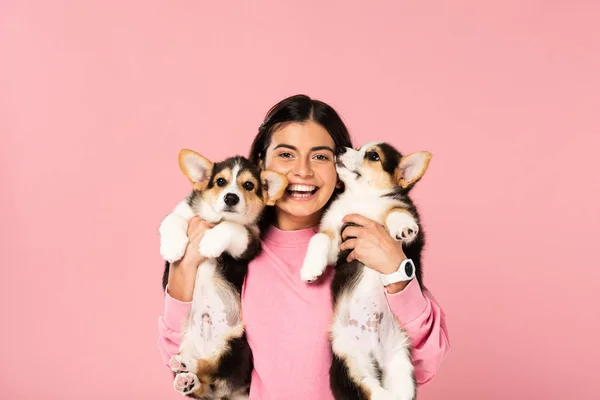 Happy woman holding cute Corgi puppies, isolated on pink — Stock Photo