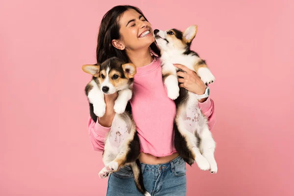 Улыбающаяся девушка держит валлийских щенков Корги, изолированных на розовый — стоковое фото