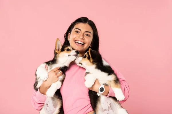 Cheerful young woman holding Welsh Corgi puppies, isolated on pink — Stock Photo