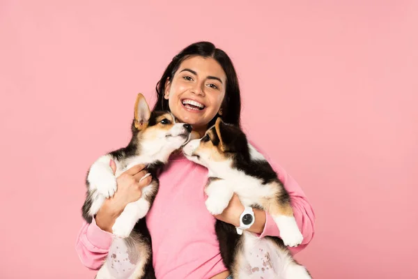 Allegra giovane donna che tiene cuccioli di Corgi gallesi, isolati su rosa — Foto stock