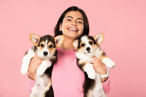 Hermosa chica feliz sosteniendo cachorros galeses Corgi, aislado en rosa - foto de stock