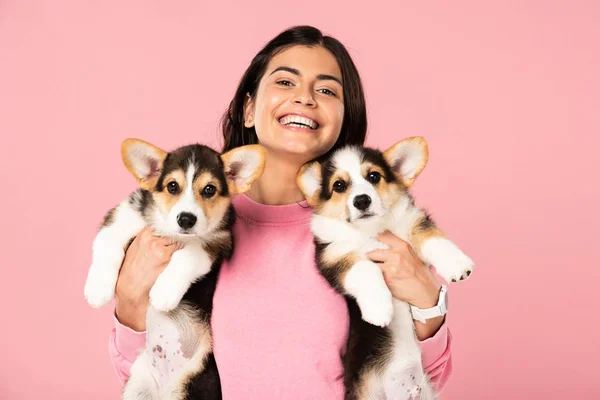 Красивая счастливая девушка, держащая валлийских щенков Corgi, изолированных на розовом — стоковое фото