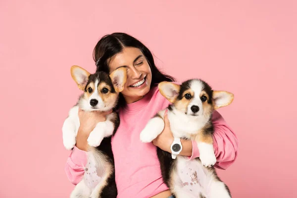 Donna felice con in braccio cuccioli di Corgi gallesi, isolati su rosa — Foto stock