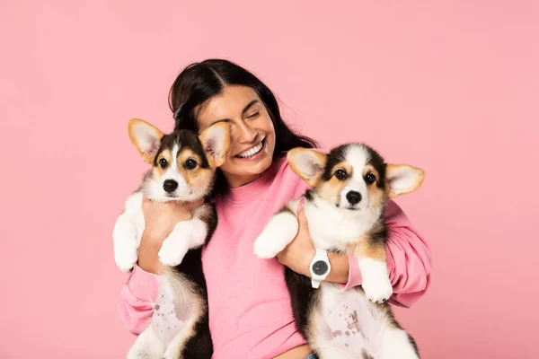 Mulher feliz segurando galês cachorros Corgi, isolado em rosa — Fotografia de Stock