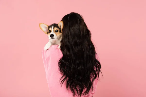 Vista posteriore della donna bruna che tiene il cucciolo di Corgi, isolato sul rosa — Foto stock