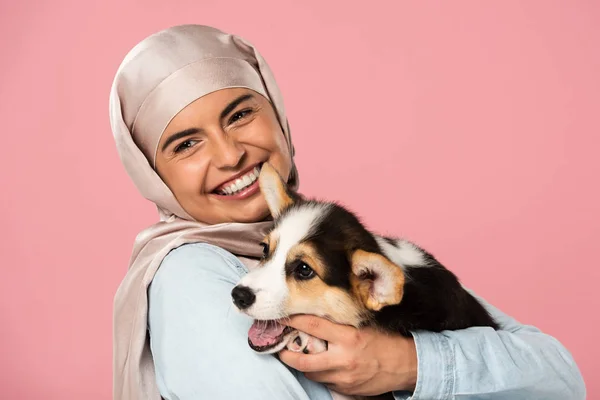 Sonriente chica árabe en hijab celebración corgi cachorro, aislado en rosa - foto de stock