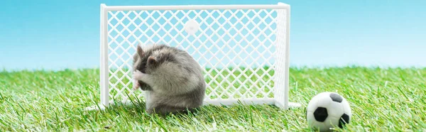 Tiro panorâmico de hamster perto de portões de futebol e bola na grama verde, conceito de apostas esportivas — Fotografia de Stock