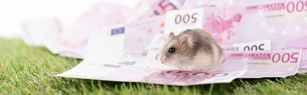 Panoramische Schuss Hamster sitzt auf Euro-Banknoten isoliert auf weiß, Sportwetten-Konzept — Stockfoto