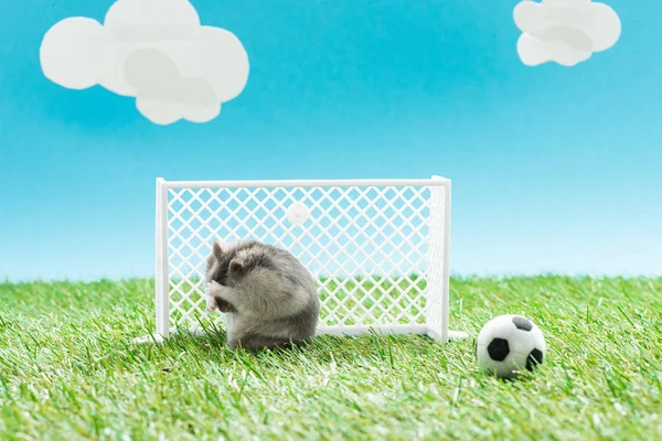 Criceto peloso vicino palla da calcio giocattolo e cancelli su erba verde su sfondo blu con nuvole, concetto di scommesse sportive — Foto stock