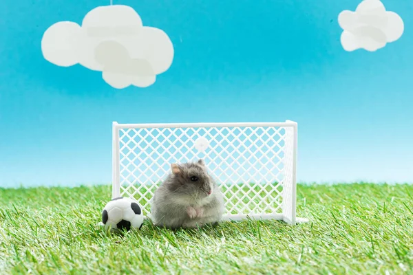 Lustiger Hamster in der Nähe von Spielzeugfußball und Toren auf grünem Gras auf blauem Hintergrund mit Wolken, Sportwetten-Konzept — Stockfoto