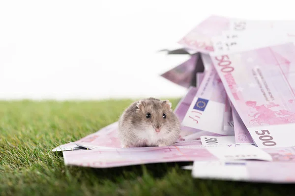 Selective focus of furry hamster near euro banknotes on green grass isolated on white, sports betting concept — Stock Photo
