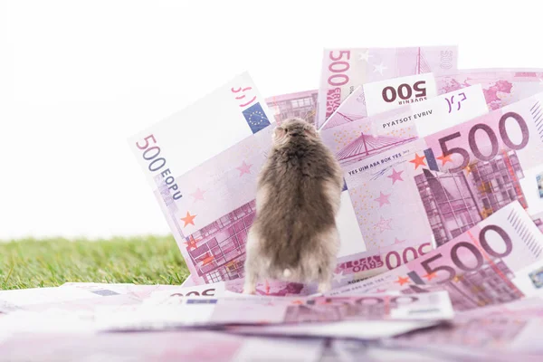 Selektiver Fokus des pelzigen Hamsters auf Euro-Banknoten isoliert auf weißem, Sportwetten-Konzept — Stockfoto