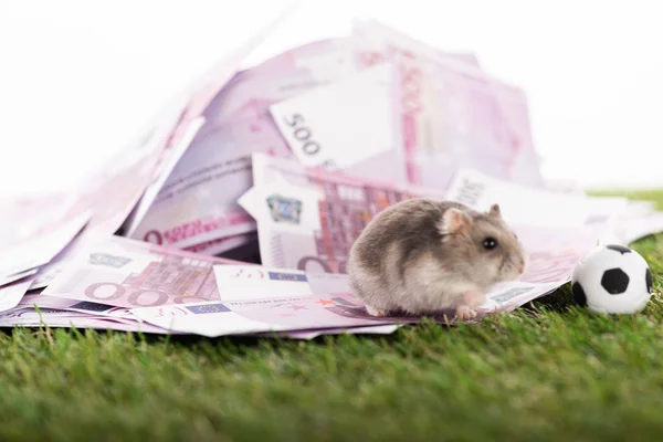 Selektiver Fokus des kleinen Hamsters auf Euro-Banknoten in der Nähe von Spielzeug-Fußball isoliert auf weißem, Sportwetten-Konzept — Stockfoto