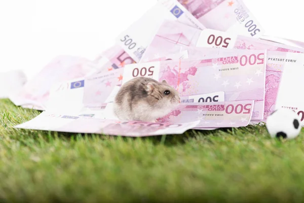 Focalizzazione selettiva del piccolo criceto sulle banconote in euro vicino al pallone da calcio giocattolo isolato su bianco, concetto di scommesse sportive — Foto stock