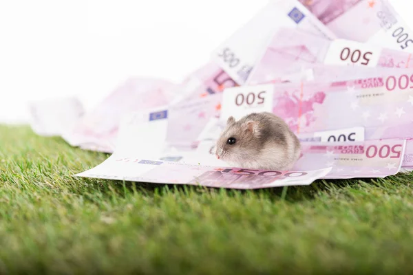 Selective focus of little hamster on euro isolated on white, sports betting concept — Stock Photo