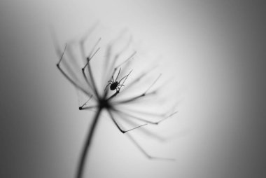 Nerede şemsiye dereotu üzerinde küçük bir örümcek gizleme twigs arasında olduğunu ve ağları wove siyah beyaz resim