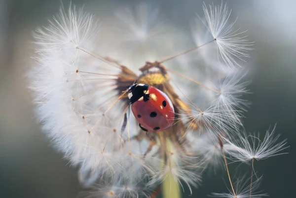 Sur le pissenlit a grimpé coccinelle et ses graines de mouvements ont commencé à tomber et à se disperser — Photo