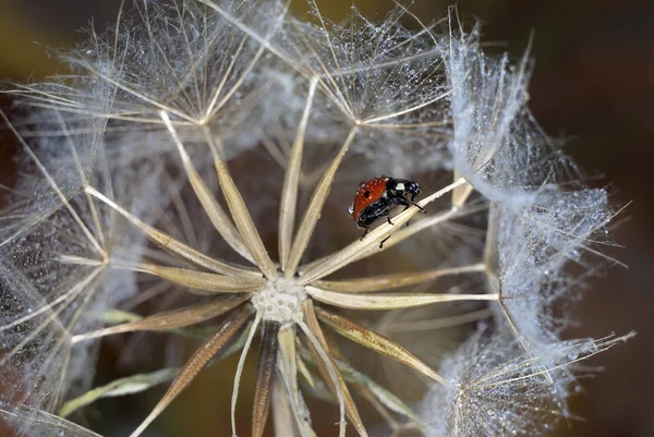 Graine de pissenlit en forme de motif rond sur l'un d'eux se trouve une coccinelle sur un fond brun — Photo