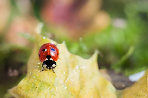 Marienkäfer sitzt auf gelbem Blatt und kriecht nach unten — Stockfoto