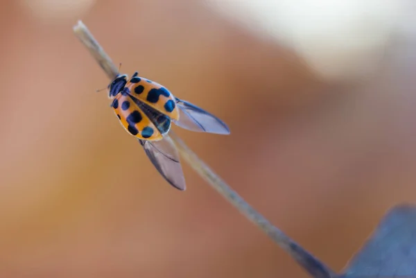 Gelb mit schwarzen Punkten Marienkäfer sitzt auf einem Blattstiel und trocknet Flügel — Stockfoto