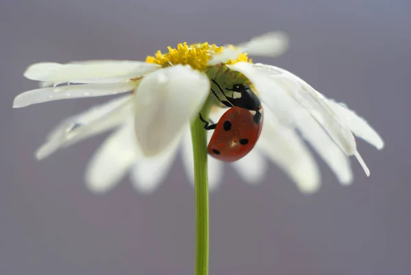 Marienkäfer versteckt sich unter den Blütenblättern eines Gänseblümchens auf blauem Hintergrund — Stockfoto