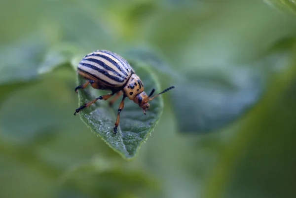 Colorado potato beetle straightened his mustache on the leaves of potatoes — Stock Photo, Image