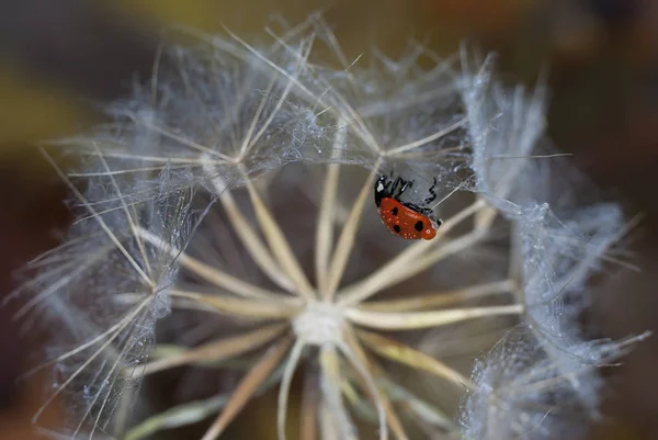 On a large round dandelion hanging upside down ladybug — Stock Photo, Image