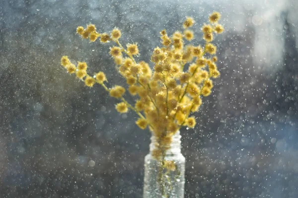 Bodegón de flores amarillas de Mimosa en una botella de vidrio sobre fondo azul con bokeh —  Fotos de Stock