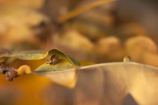 Pequeño caracol escondido en el otoño hojas de color amarillo-marrón —  Fotos de Stock