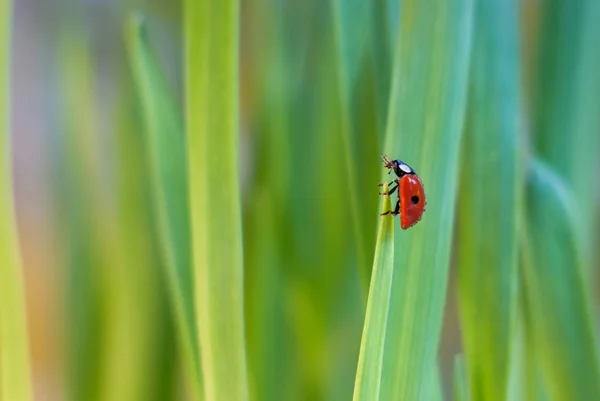 Petite coccinelle sur un brin d'herbe dans l'herbe verte — Photo