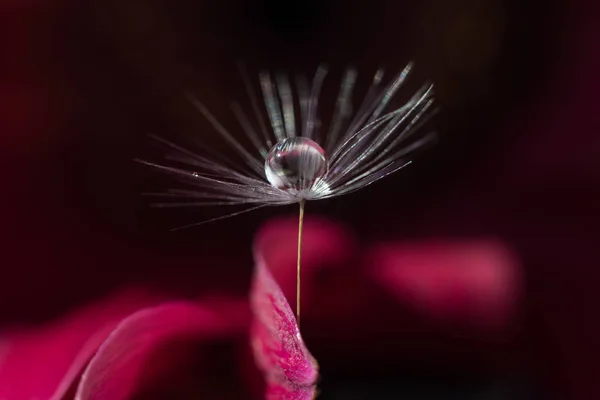 Una gota de agua en las semillas de diente de león abrazar flor de pétalo rosa —  Fotos de Stock