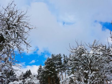 Ağaçları ve güzel gökyüzü ile karlı gün